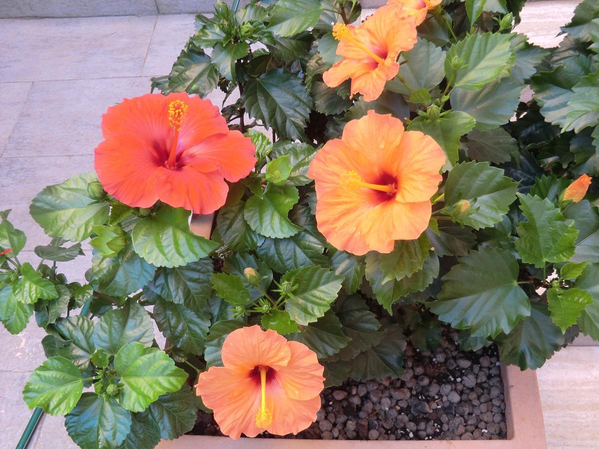 Il Giardino Di Alisa Bed & Breakfast Tivoli Dış mekan fotoğraf
