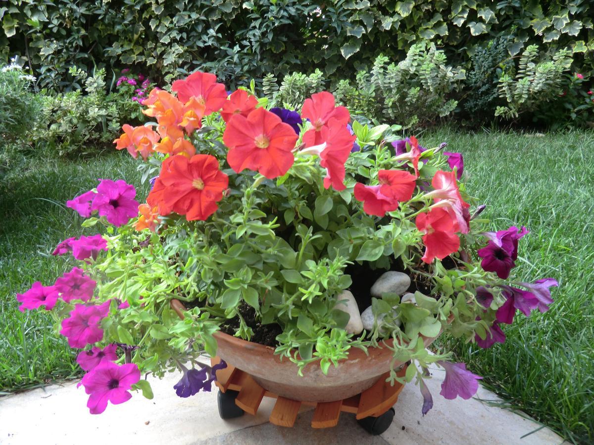 Il Giardino Di Alisa Bed & Breakfast Tivoli Dış mekan fotoğraf