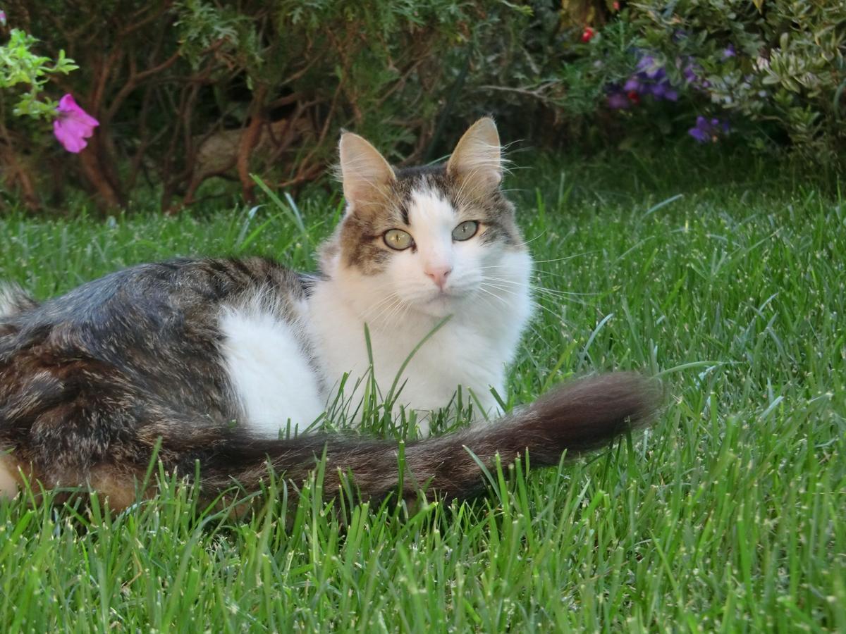 Il Giardino Di Alisa Bed & Breakfast Tivoli Dış mekan fotoğraf